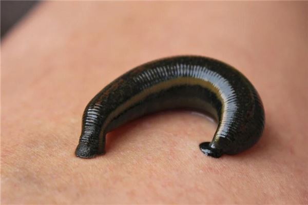 女人梦见蚂蝗的财运